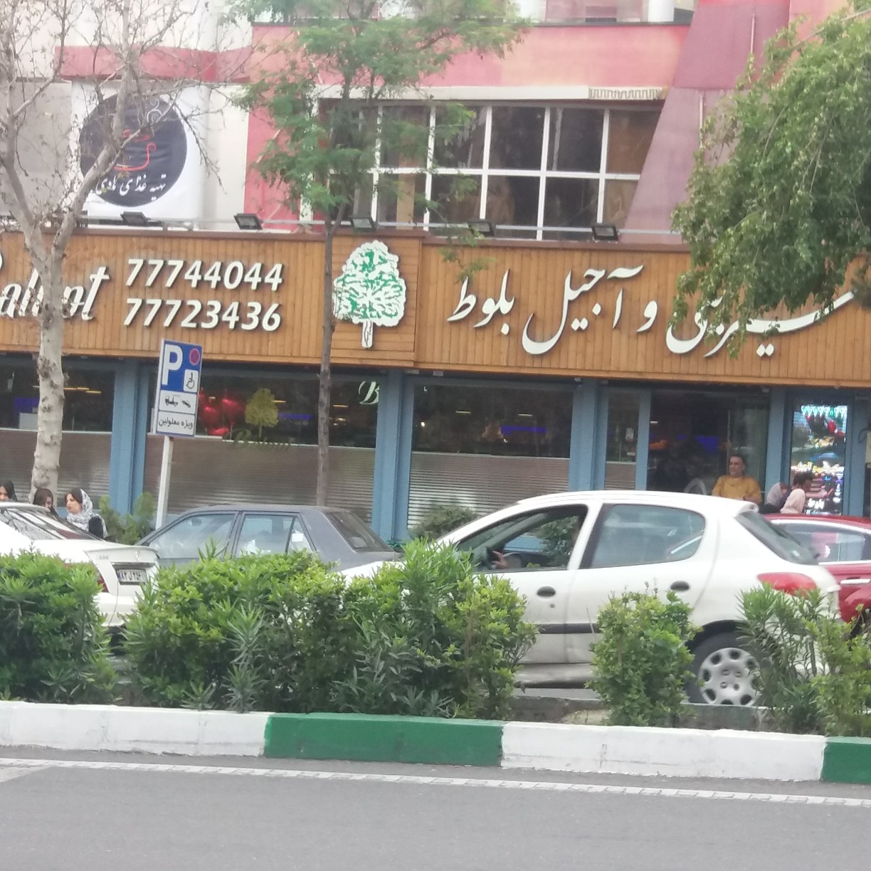 بلوط gallery 1
